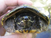 image of mud_turtle