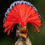 image of bird
