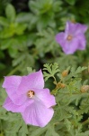 image of flower