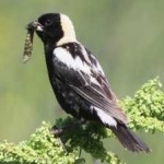image of bird