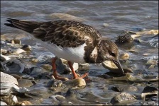 image of ruddy_turnstone