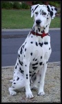 image of dalmatian