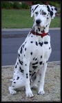 image of dalmatian #1