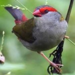 image of bird