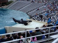 image of killer_whale