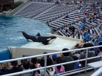 image of killer_whale #3