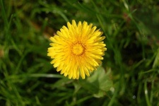image of flower