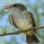 image of bird