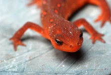 image of eft