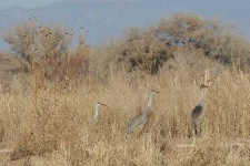 image of crane