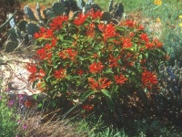 image of bush