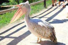 image of animal