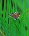 image of lycaenid