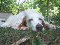 image of english_setter