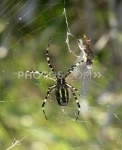 image of barn_spider