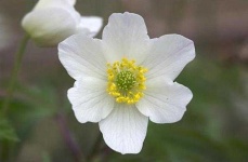 image of flower