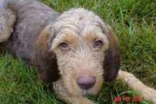image of otterhound