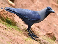 image of animal