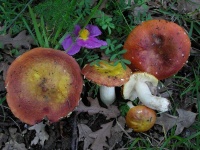 image of mushrooms