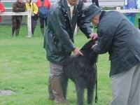 image of bouvier_des_flandres