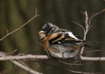 image of brambling