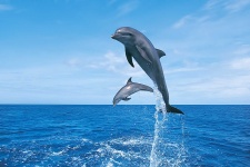 image of animal