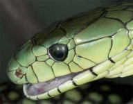 image of green_mamba