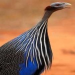 image of bird
