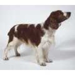 image of welsh_springer_spaniel #7