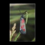 image of animal