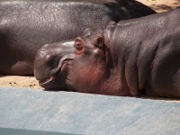 image of hippopotamus