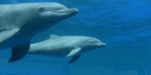 image of animal