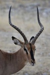 image of impala