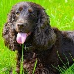 image of animal