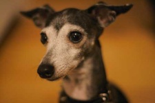 image of italian_greyhound