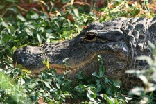 image of american_alligator