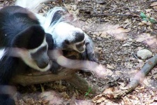 image of colobus #6