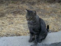 image of tiger_cat