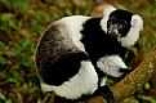 image of indri