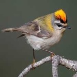 image of bird
