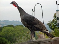 image of animal