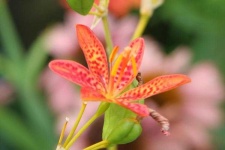 image of flower