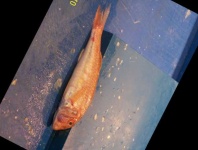image of fish