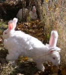 image of angora