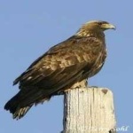 image of bird