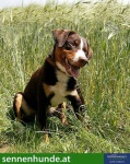 image of appenzeller
