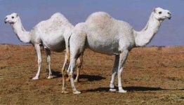 image of arabian_camel