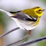 image of bird