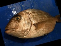 image of red_sea_bream #5