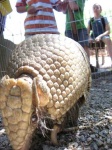 image of armadillo